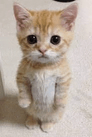 a small orange and white kitten is standing on its hind legs on a carpet .