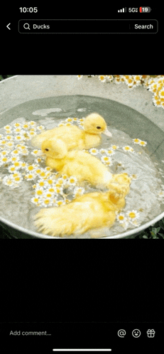 three ducklings are floating in a bucket of water with daisies