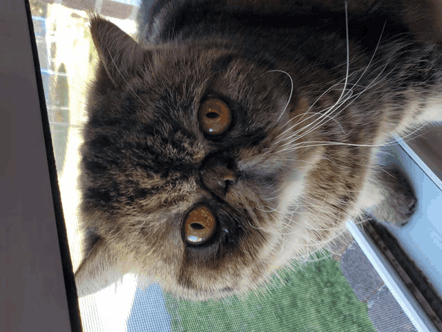 a close up of a cat looking out of a screen door