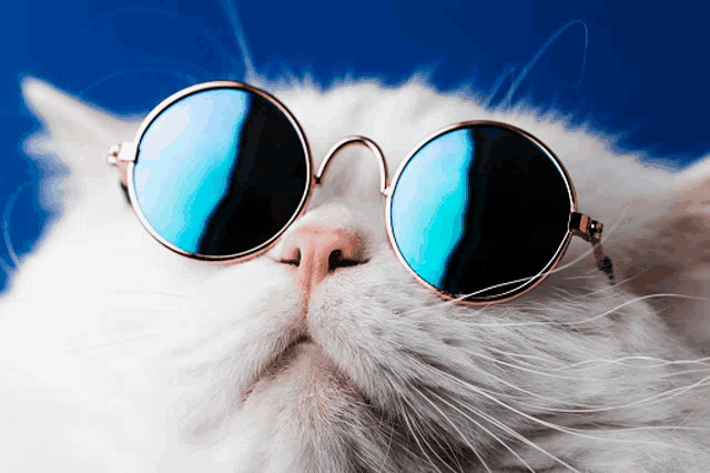 a white cat wearing sunglasses against a blue sky