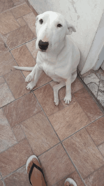 a white dog sitting on a tiled floor next to a person 's feet wearing flip flops