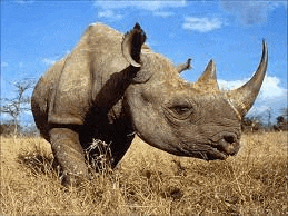 a black rhinoceros standing in a field of dry grass .