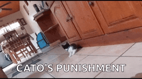 a black and white kitten walking on a tiled floor with the words cato 's punishment written below it