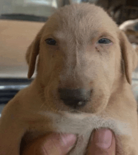 a person is holding a puppy in their hands that looks like a sheep .