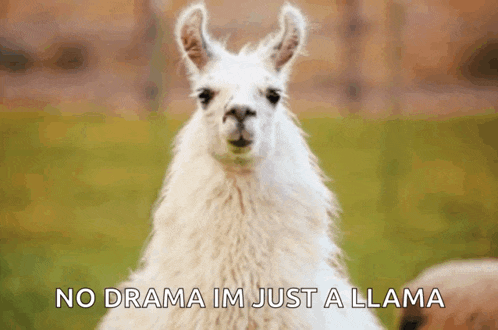 a white llama with the words no drama im just a llama written below it