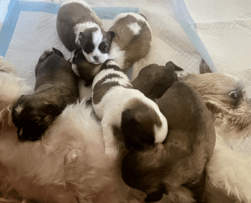 a group of puppies are nursing from a dog