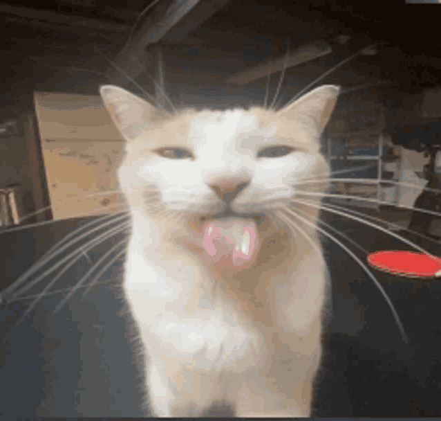 a cat sticking its tongue out in a dark room