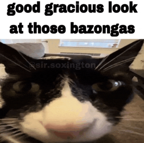 a black and white cat with the caption good gracious look at those bazongas