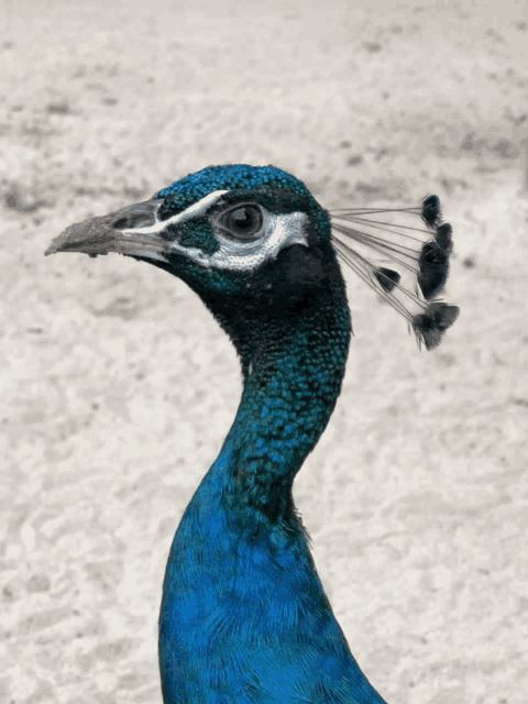 a close up of a peacock 's head with feathers visible