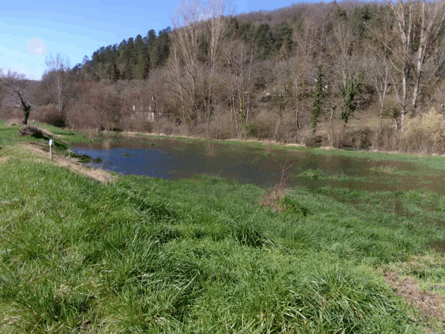 a large body of water is surrounded by tall grass and trees