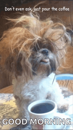 a dog sitting next to a cup of coffee with the words " do n't even ask just pour the coffee " below it