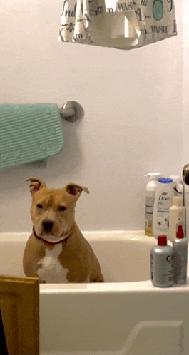 a dog is sitting in a bathtub with a shower curtain that says wash on it