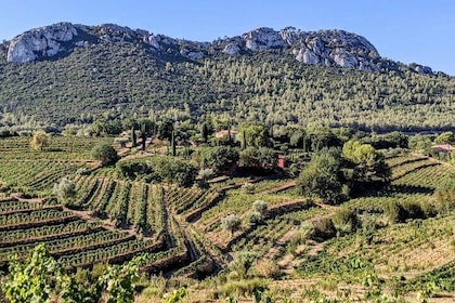 Private Vineyard Tour and Wine Tasting in Bandol