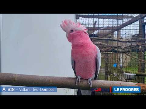 Que se passe-t-il quand le parc des oiseaux ferme ses portes l’hiver ? 