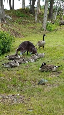 A goose family calmly hanging out with the scary wolf statue thats supposed to deter them from doing just that