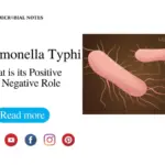 Salmonella typhi