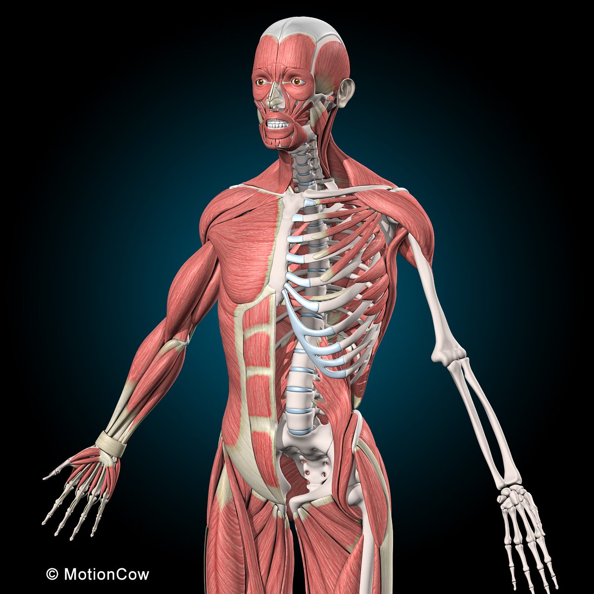 Upper Body Male Anatomy Of Muscular And Skeletal Syst - vrogue.co