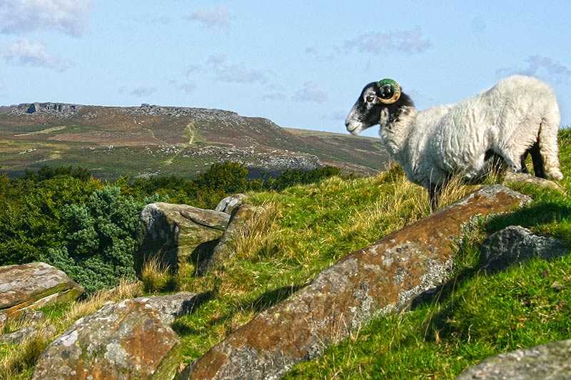 Higger Tor