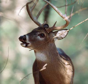 White-tailed Deer (from NC WINS) | NCpedia