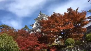 【ニコ生】郡上八幡を散歩する