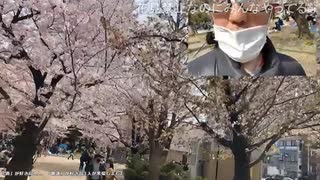 サダさんぽ公園シリーズ「錦糸公園の満開の桜」