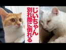 猫型珍獣じいちゃん、不調に倒れて子猫とお別れする