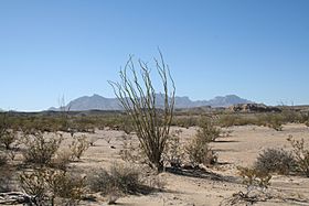 Big Bend Ocotillo 2006.jpg