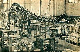 Diplodocus carnegie