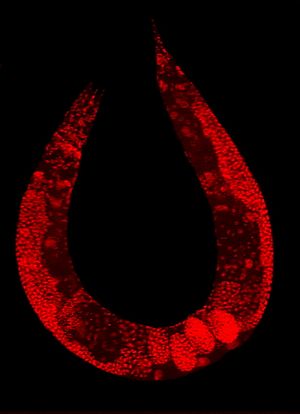 Archivo:C elegans stained