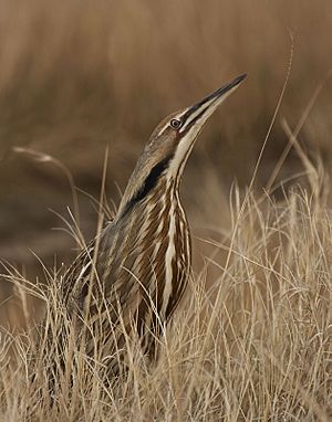 Archivo:American-Bittern-01-web