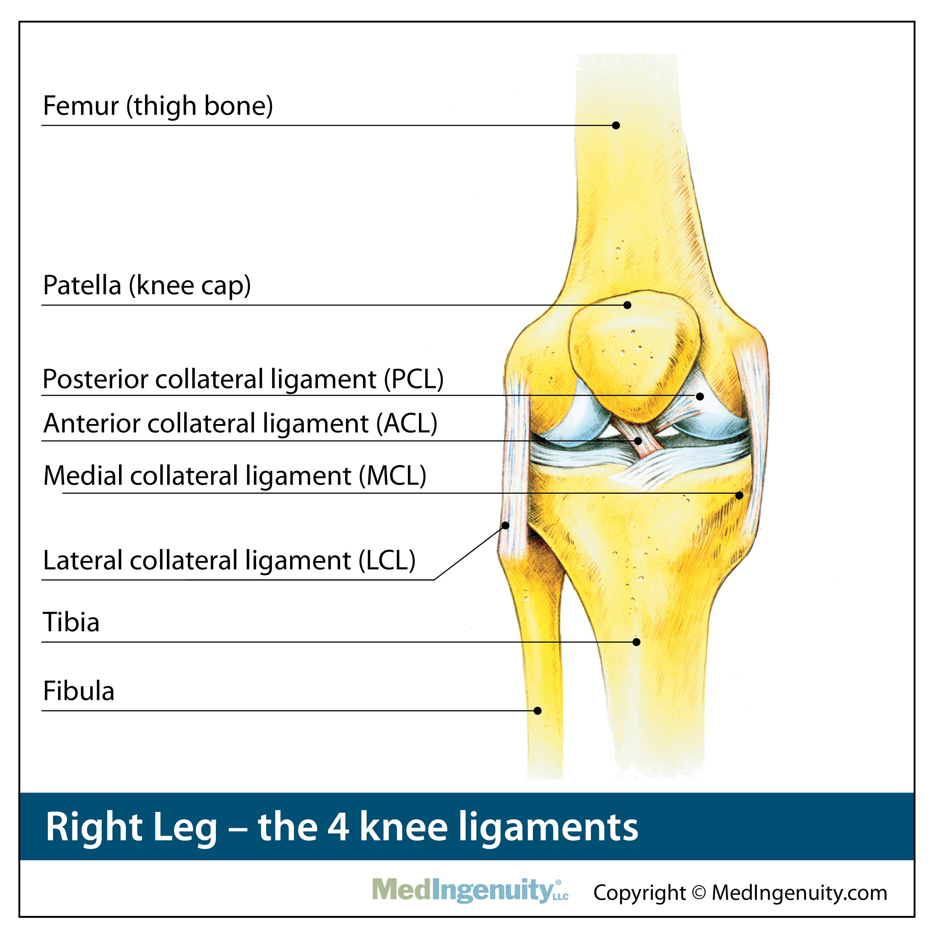 The Knee Joint Anatomy