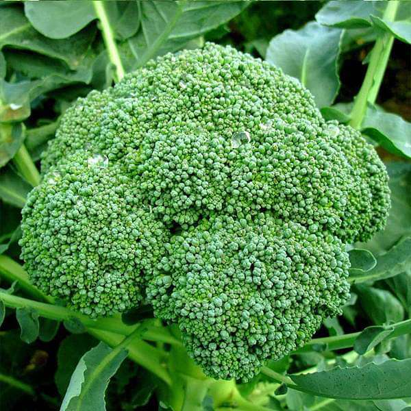 Broccoli Seeds