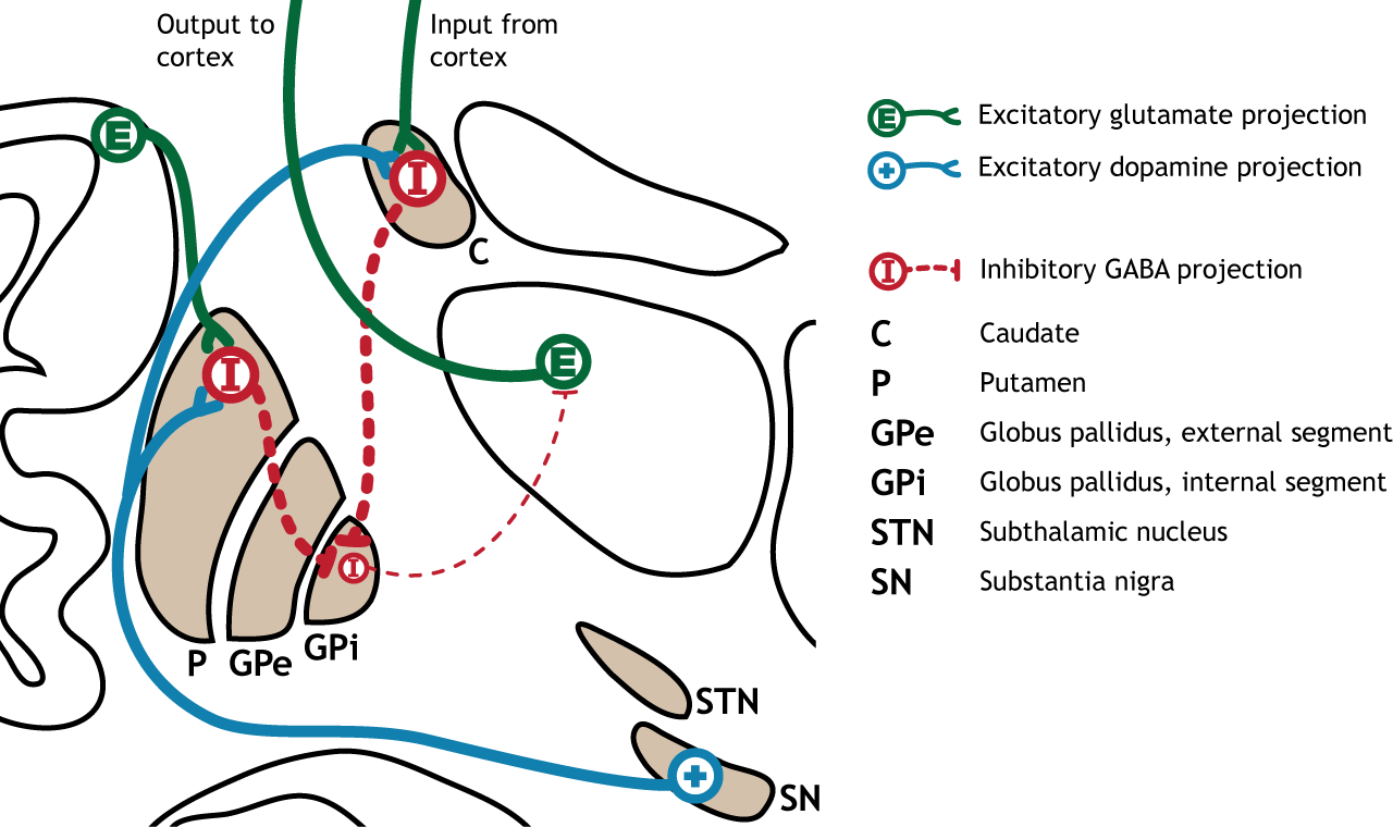 Basal Ganglia Cortex Motor Loops - Infoupdate.org