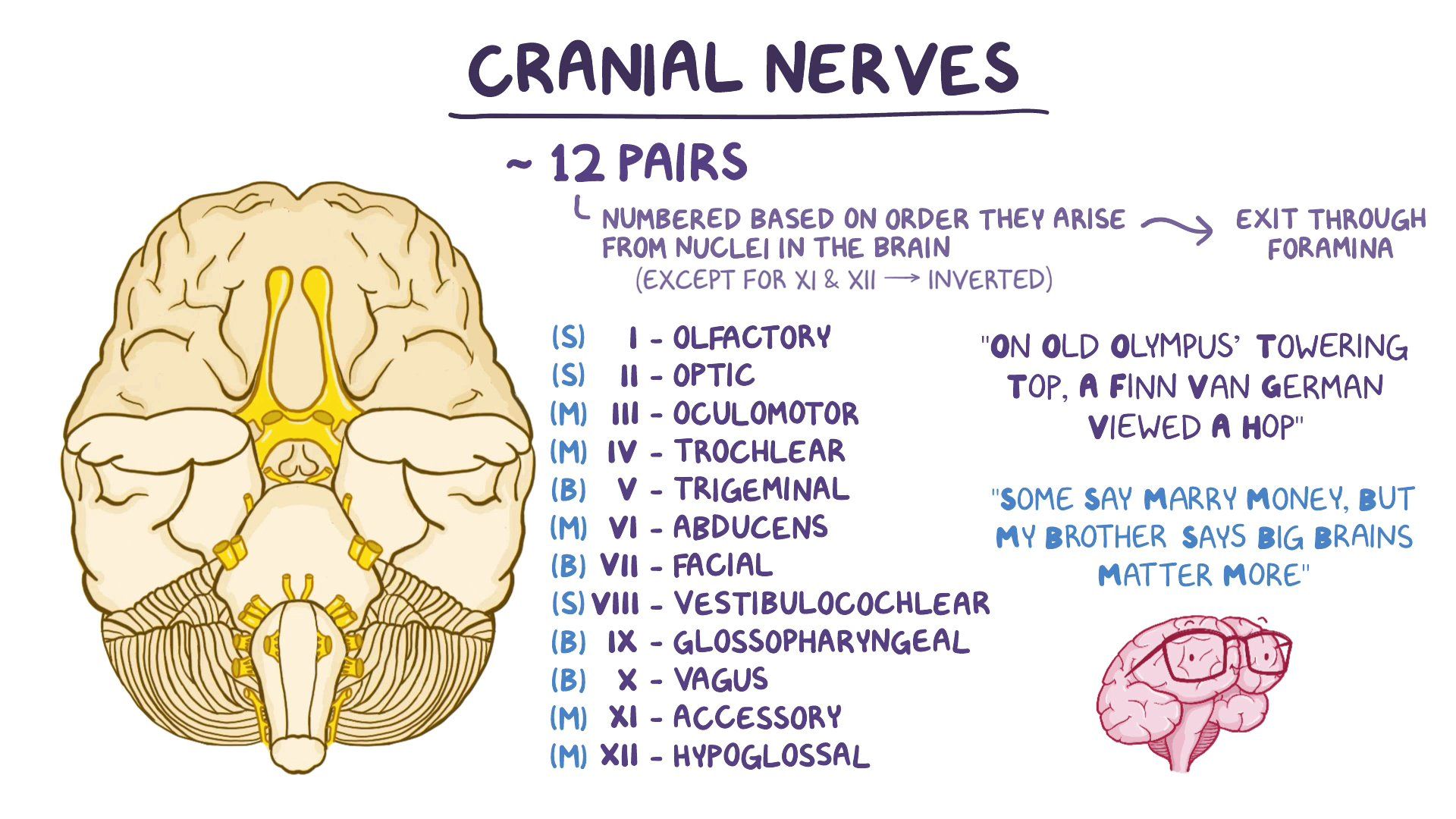 Cranial Nerve Mnemonic Nursing Nclex Testbankworld Cranial Nerves ...