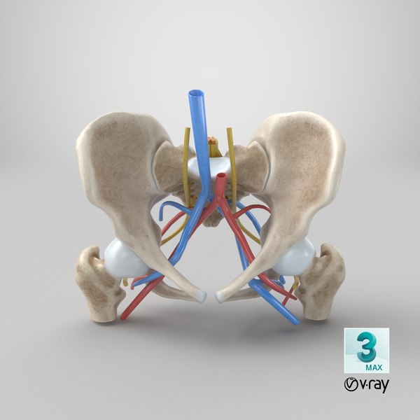 Human anatomy female pelvis femur 3D model - TurboSquid 1194011