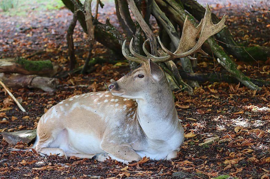 sika rusa, rusa mulia, hirsch, tanduk, dunia Hewan, hewan, mamalia, liar, pria, pembawa tanduk, berburu