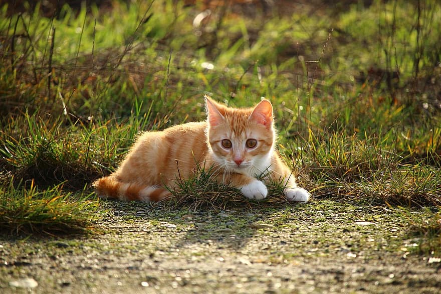 kissa, kissanpentu, punainen makrilli tabby, punainen kissa, nuori kissa, makrilli