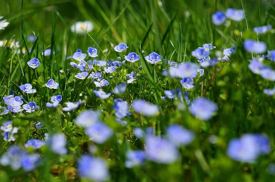 chamaedrys, kwiaty, dzikie kwiaty, łąka, kwiat, Natura, makro, roślina, flora, dzika roślina ogrodowa, dziki nie zapomnij mnie