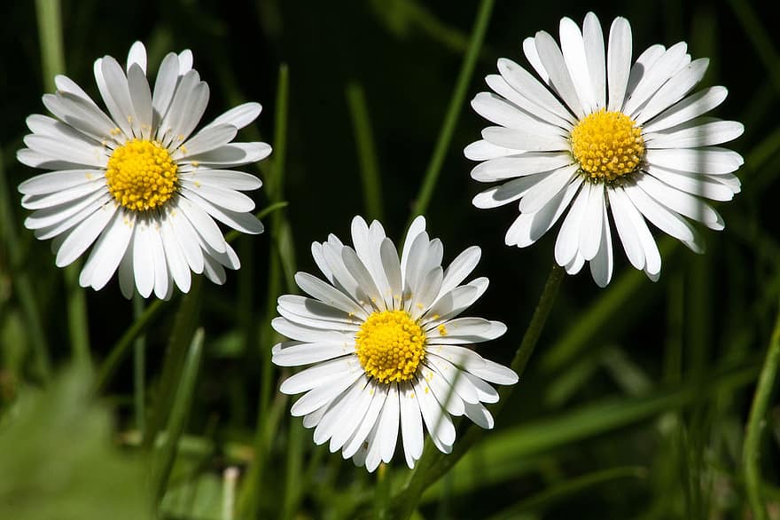 Prado, margarida, filosofia de bellis, tausendschön, monatsroeserl, m p, pequena margarida, planta com flores, compósitos, asteraceae, planta herbácea