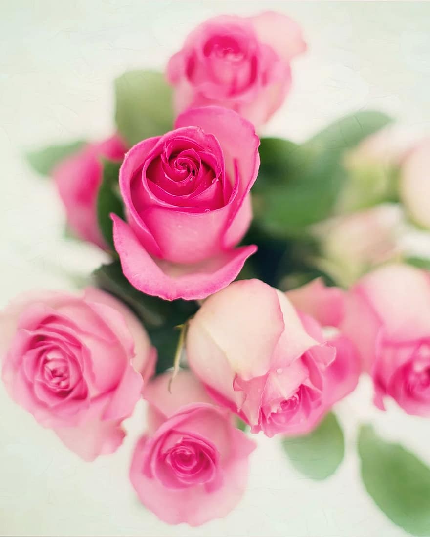 pink roses, roses, flowers, romance, romantic, love, valentine, floral, bouquet, blossoms, summer