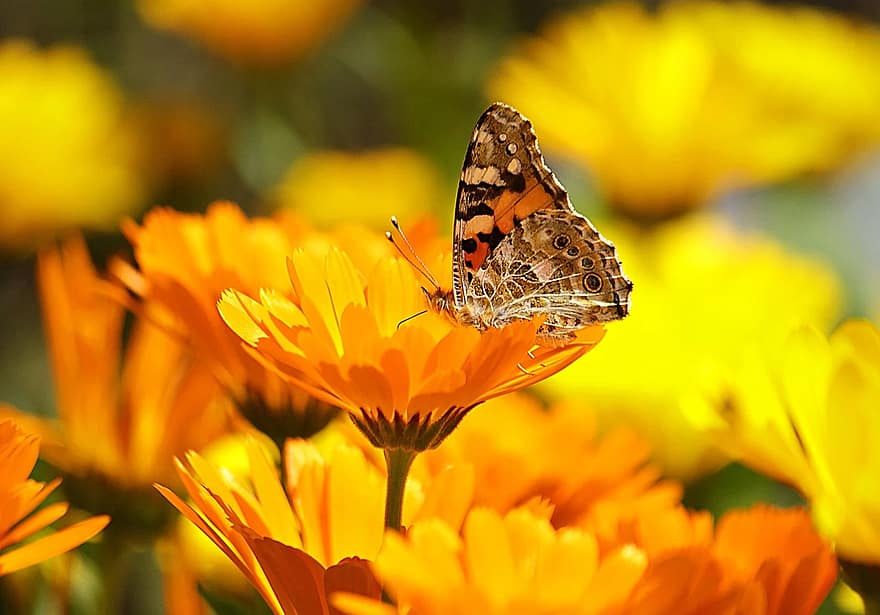 motyl, żółty, owad, Natura, zwierzę, makro, zbliżenie, kwiat, nagietek lekarski, nagietek, ruddles