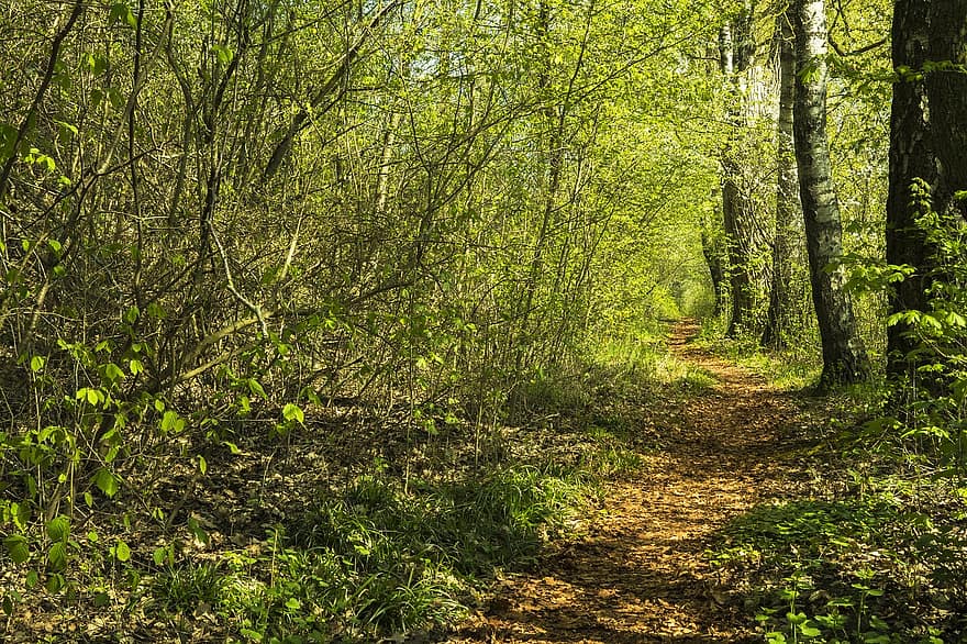 metsä, pois, polku, luonto, metsäpolku, vaellus, Puut, aurinkoinen, rantakatu, maisema, vihreä