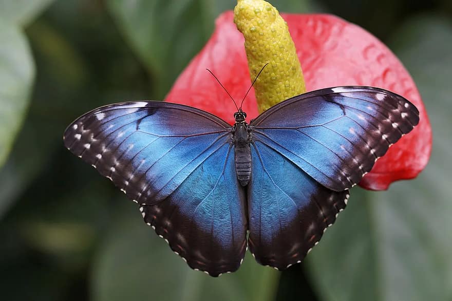 morfo biru, kupu-kupu, hutan hujan, morfo peleides, merapatkan, serangga, sayap, biru