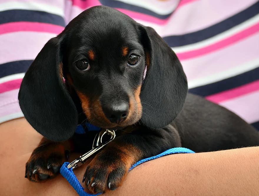 dachshund, κουτάβι, νεαρό ζώο, ζωικό πορτρέτο, σκύλος, καφέ, γούνα, ζώο