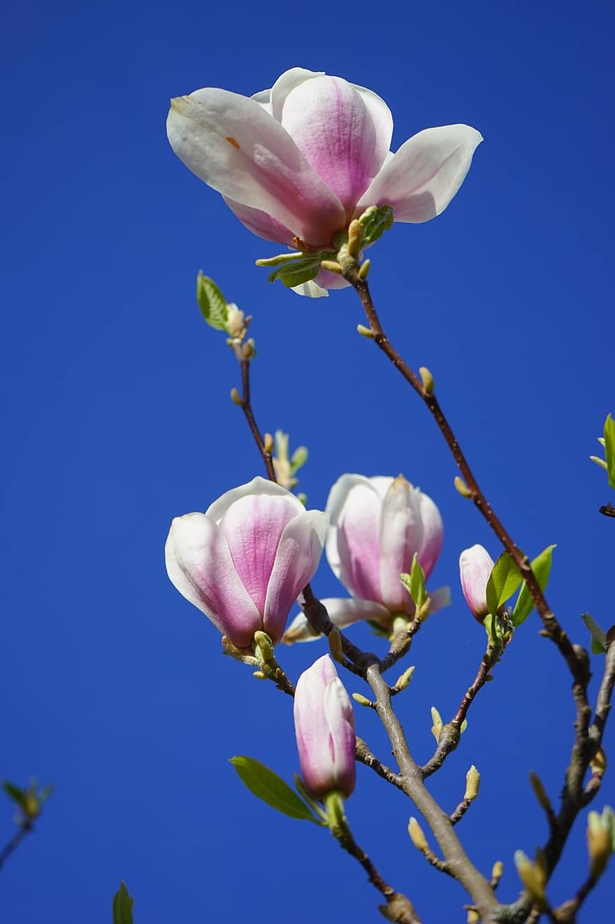 magnolia, kwiat magnolii, kwiaty, różowy, biały, blütenmeer, roślina ozdobna, magnoliengewaechs, magnoliowate, ozdobny, tulipan magnolia