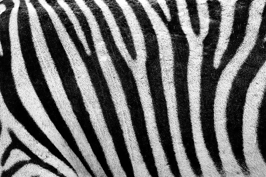 abstract, africa, animal, background, black, camouflage, decoration, design, detail, fur, hair