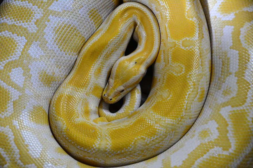 serpiente, amarillo, reptil, no tóxico, boa, constrictor, cabeza de serpiente, de cerca, animal