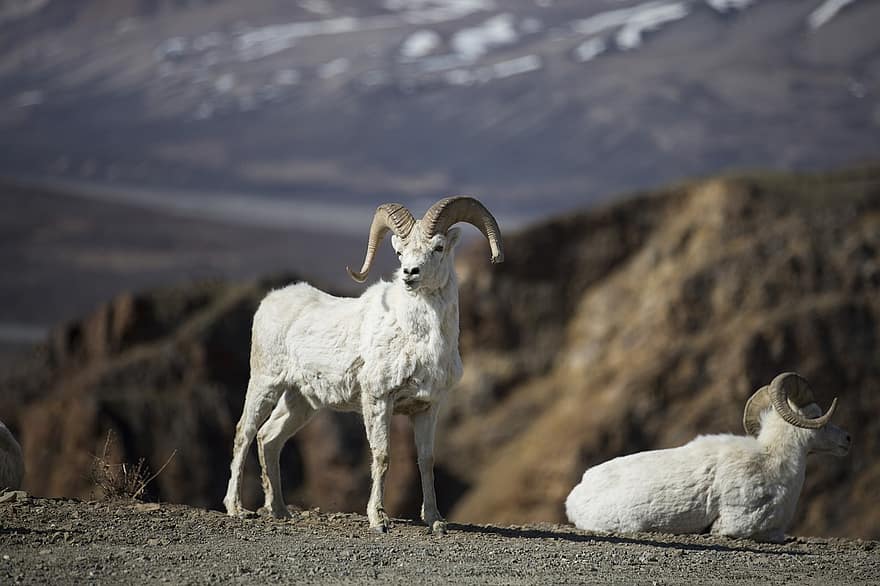 mouton, dall, béliers, faune, la nature, région sauvage, portrait, fermer, neige, les montagnes, mammifère