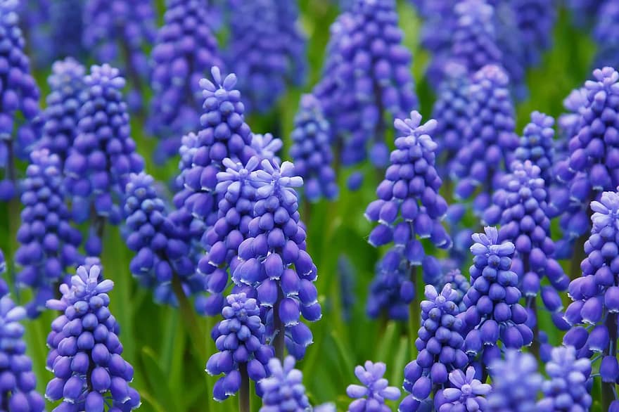 зюмбюл, Muscari, зюмбюл от грозде, цветя, легло, разцвет, цвят, син, цветен, прясно, градина