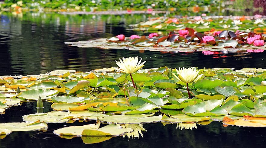 vandliljer, Nuphar, vandplanter, blomster, Dam, natur, flor, have dam, søen rosengewächs, plante, have